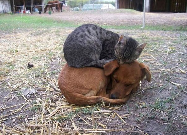 Кошки и собаки могут быть лучшими друзьями
