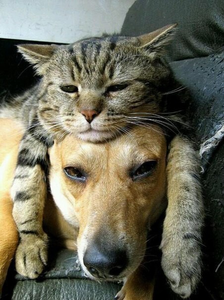 Кошки и собаки могут быть лучшими друзьями
