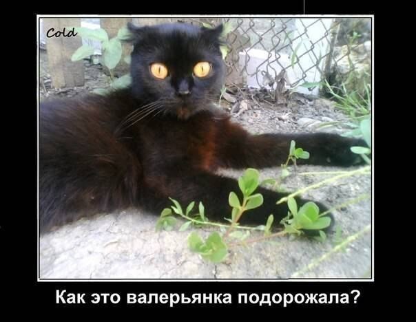 Почему коты любят валерьянку и можно ли ее им давать?