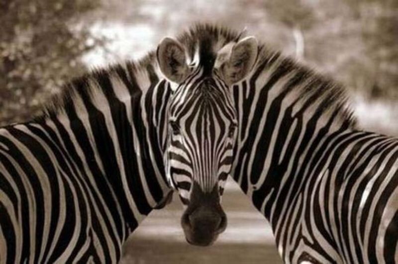 12. Будто отражение зебры в зеркале 