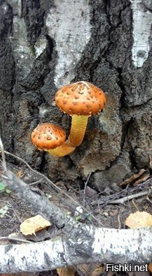 Люблю фотоохотится на грибы 