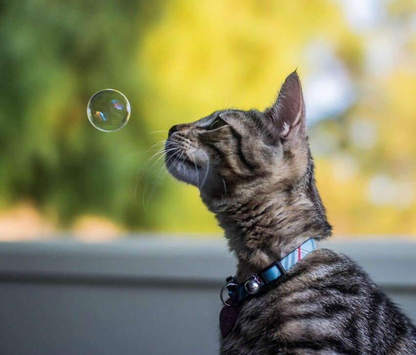 Кот и мыльный пузырь