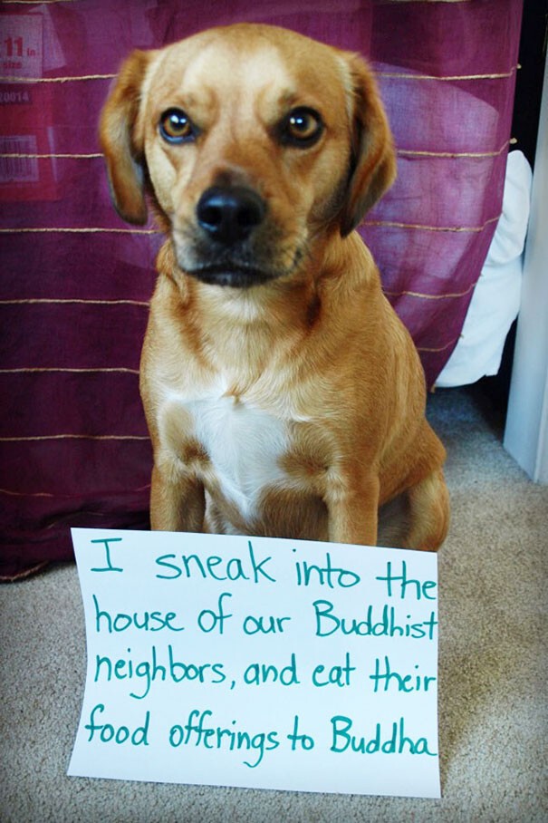 2. "Я пробрался в дом наших соседей-буддистов и съел их подношения Будде"