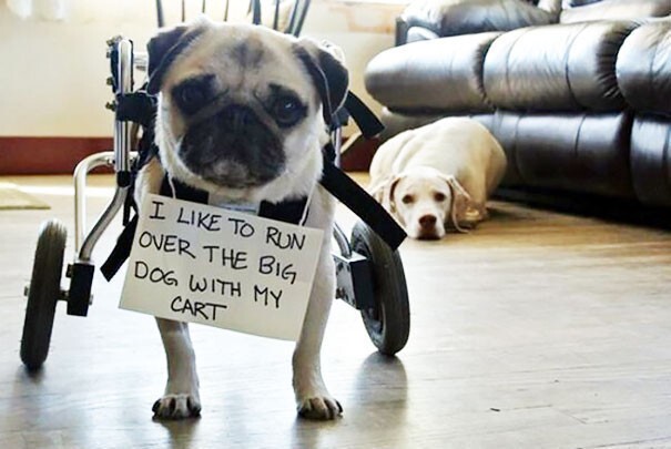 15. "Я люблю пробегать со своей коляской по этой большой собаке"