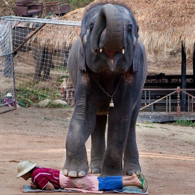 Слоновий массаж 