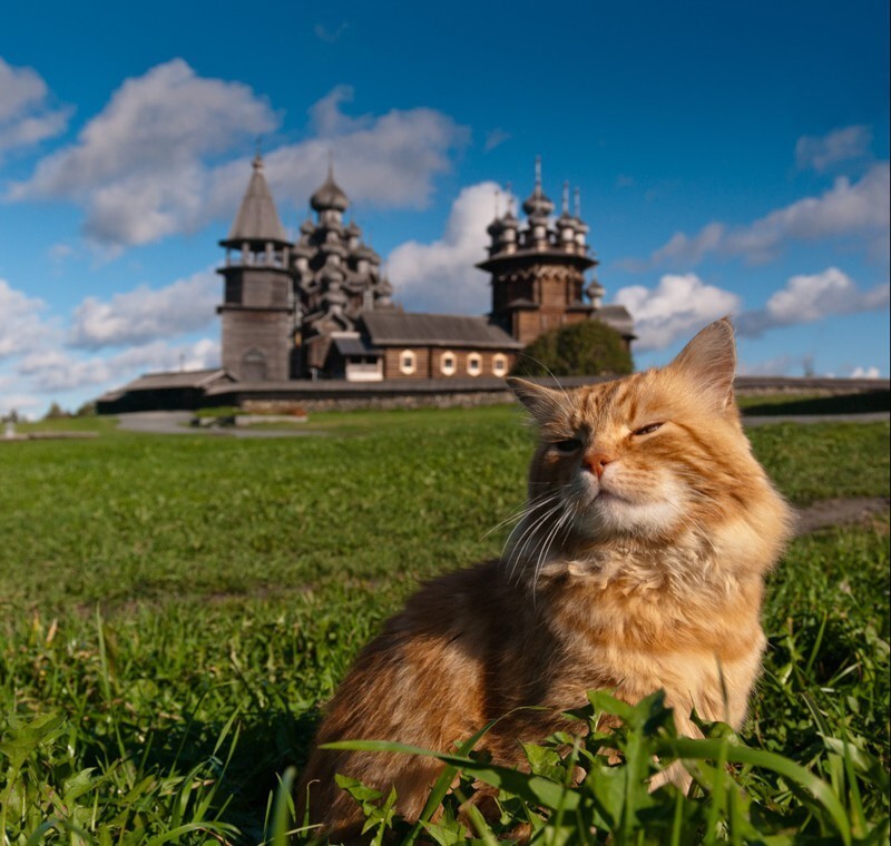 1. Кот и музей-заповедник Кижи, Россия 