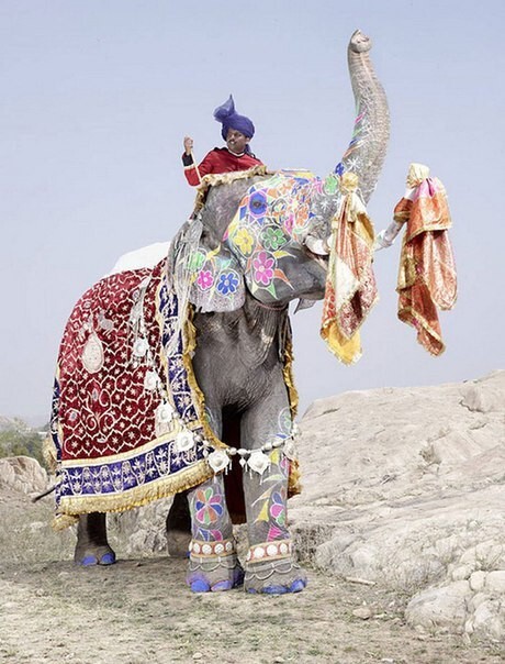 Индийский фестиваль слонов в фотографиях
