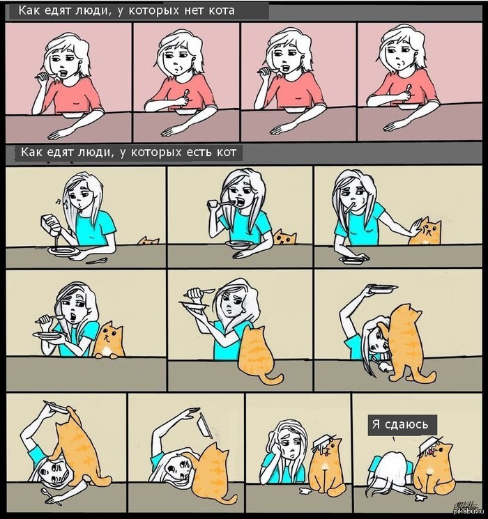 Жизнь с котами и кошками 