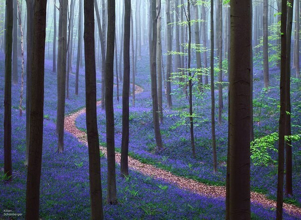 Один из бельгийских лесов