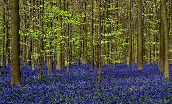 Один из бельгийских лесов