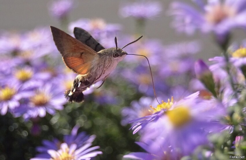 Языкан обыкновенный(Macroglossum stellatarum) — бабочка из семейства бражнико...