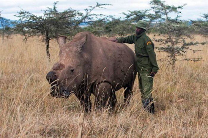 4. Последний в мире белый носорог