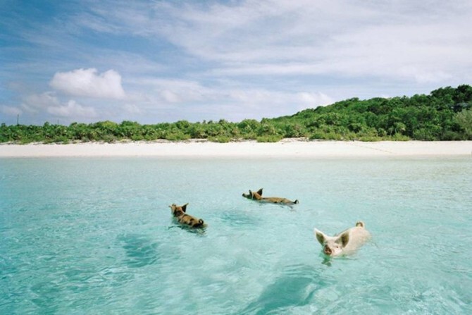 20. «Свинский» пляж, Багамские острова
