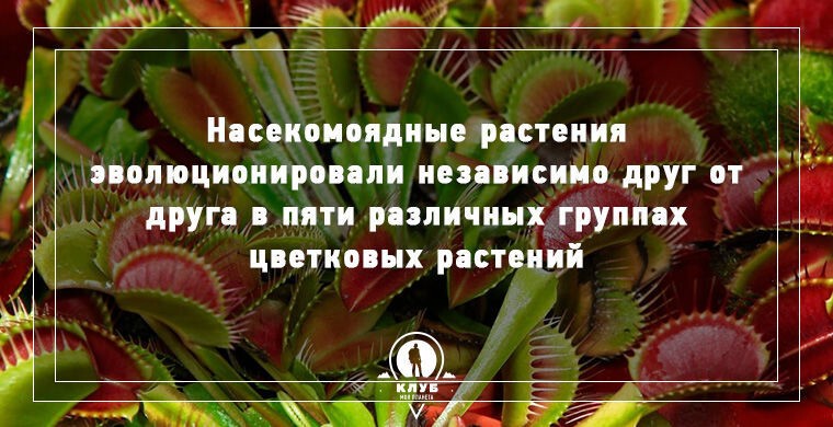 9 фактов о плотоядных растениях