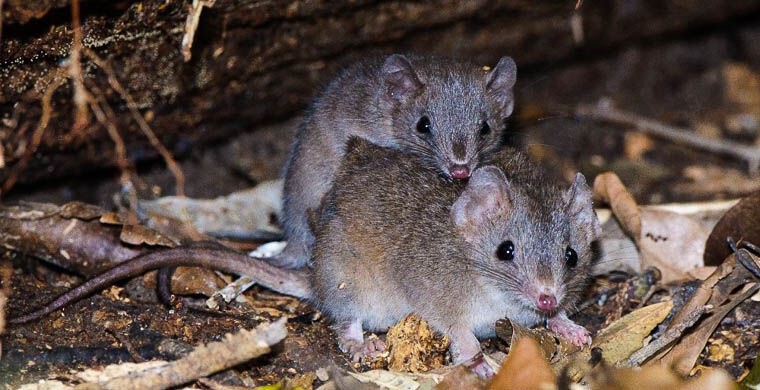 10. Чернохвостая сумчатая мышь (Antechinus arktos), Австралия