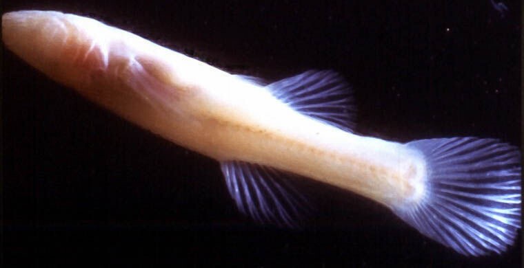 7. Индианская слепоглазка (Amblyopsis hoosieri), США