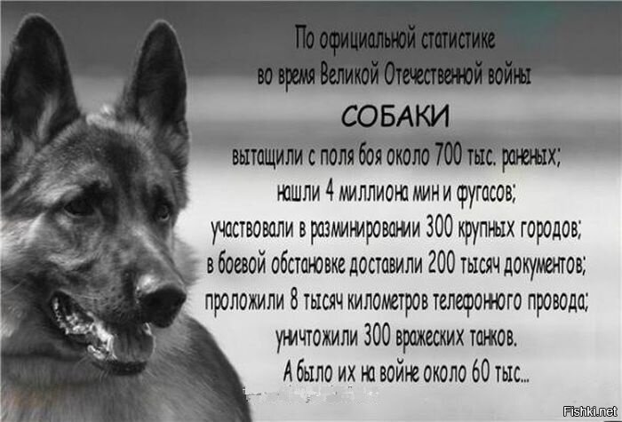 Из солянки