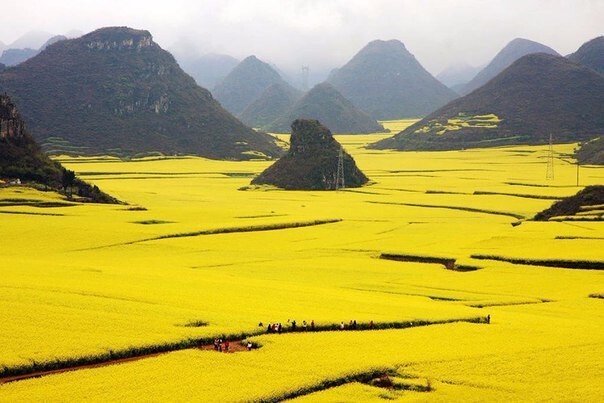 Цветочные поля Канола в Китае