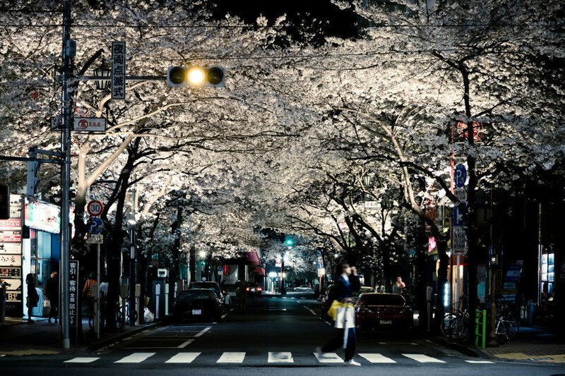 1. Только взгляните на эту улицу цветущих деревьев!