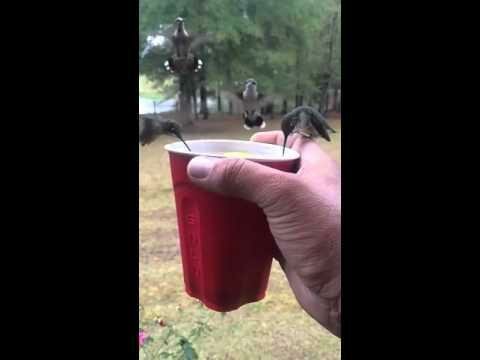 Ручные  колибри 