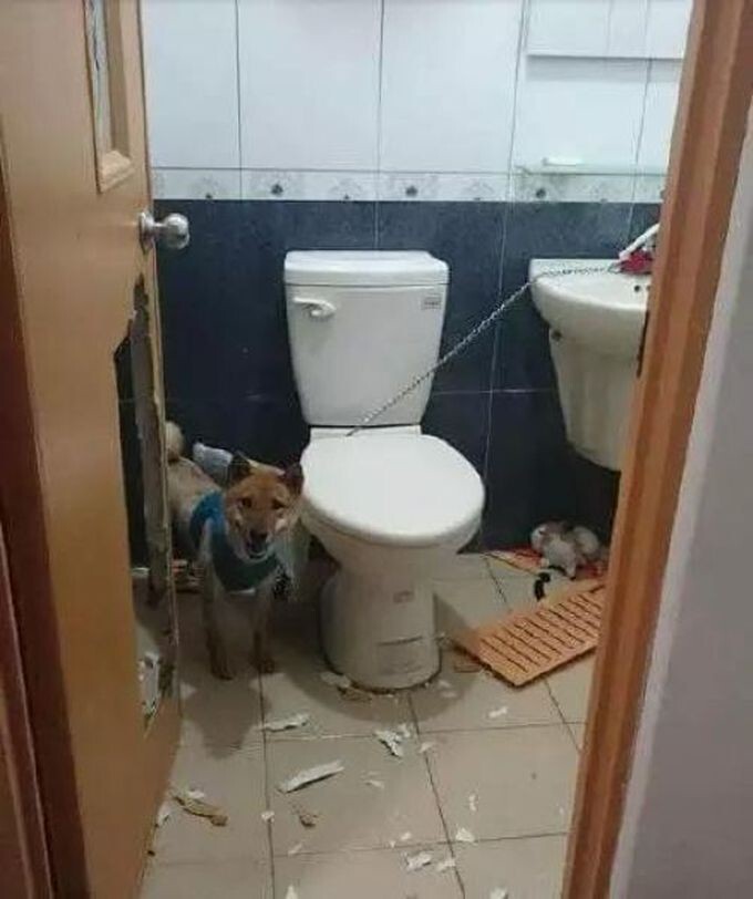 Запереть собаку в туалете было не самой лучшей идеей