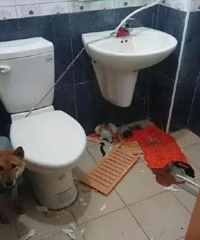 Запереть собаку в туалете было не самой лучшей идеей