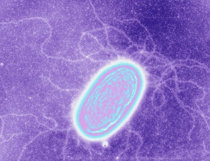 Японские ученые подтвердили существование питающихся электричеством бактерий