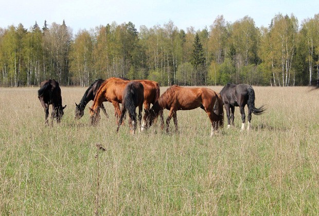 В приюте под Высоковском волонтеры спасают лошадей, собранных со всей России
