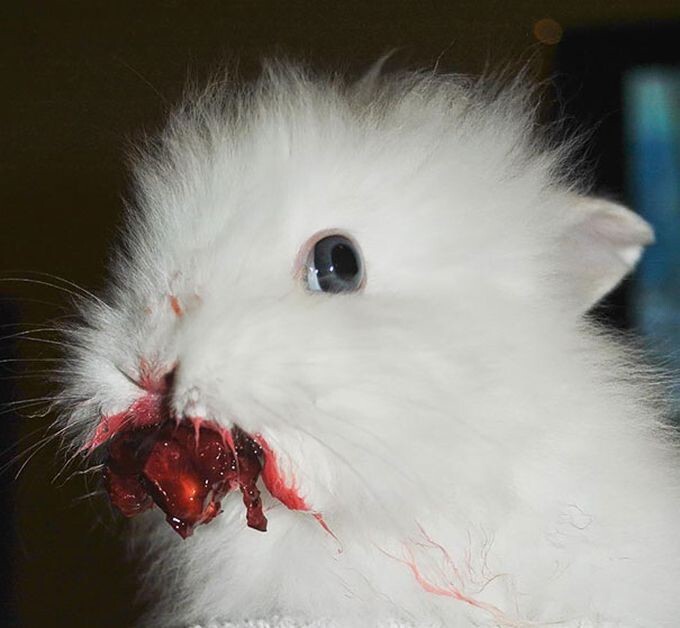 13. Кролик ест черешню