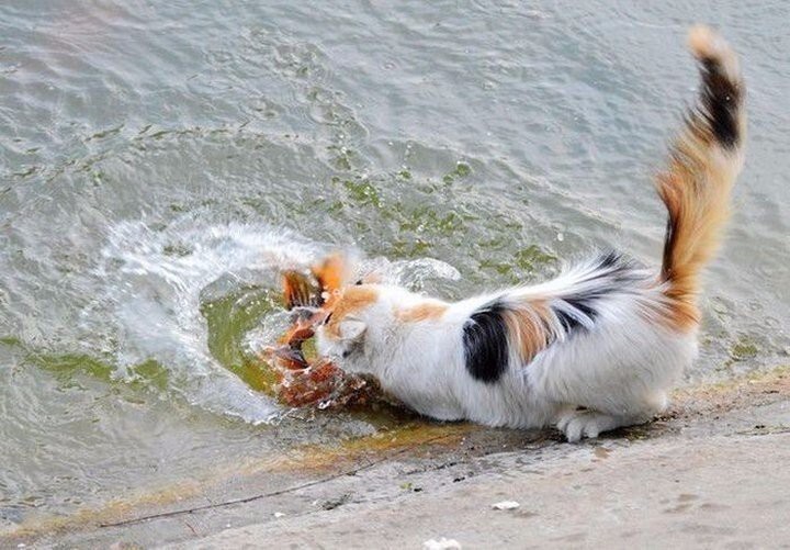 Фотоистория как кот поймал золотую рыбку