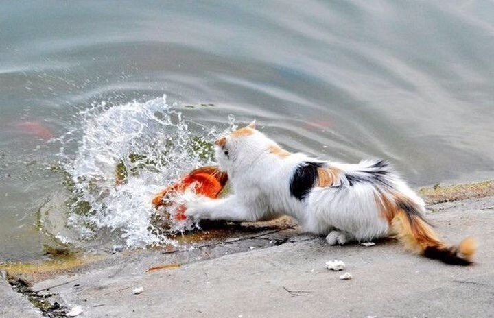 Фотоистория как кот поймал золотую рыбку