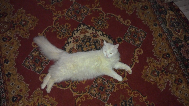 Кот-барин