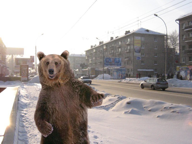 1) В СССР ходят медведи по улицам.