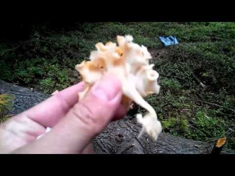 Дивный гриб 