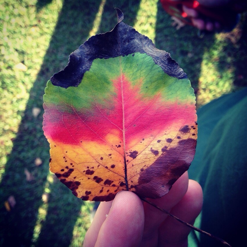 Радужный лист