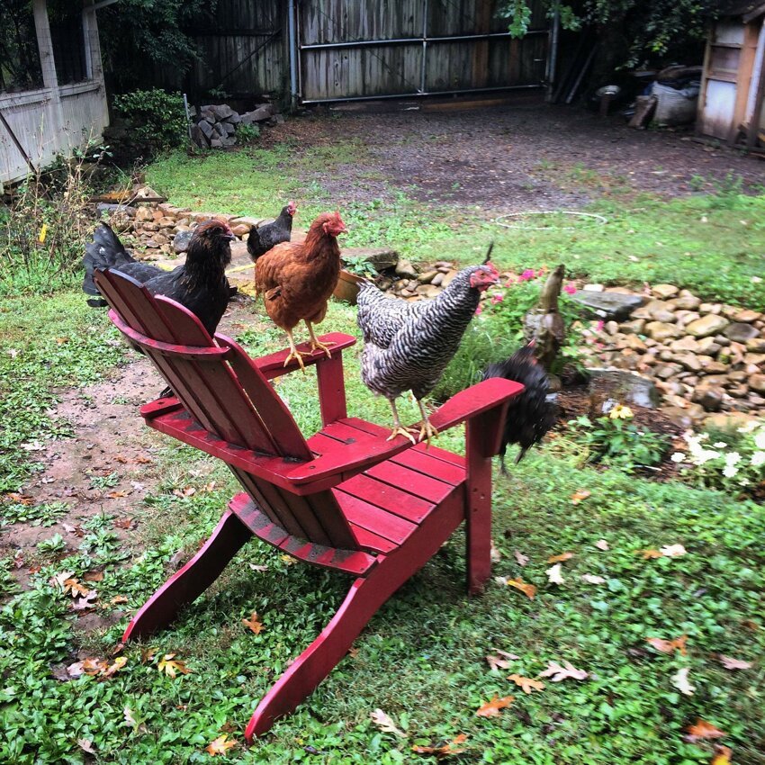 Курицы на кресле