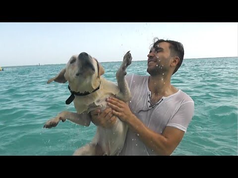 Карибское чистейшее лазурное море и мой довольный собак  
