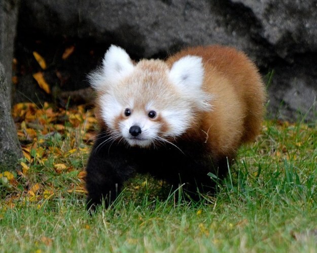 На этих выходных детёныш красной панды - девочка по имени Тофу - впервые появилась на людях в зоопарке Детройта, США.