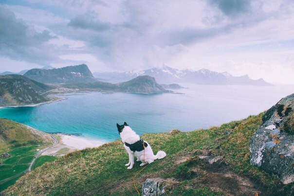 Хенрик Виксе (Henrik Vikse) проехал Норвегию вдоль и поперек, захватив свою собаку