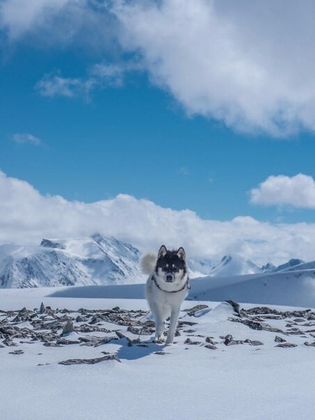 Хенрик Виксе (Henrik Vikse) проехал Норвегию вдоль и поперек, захватив свою собаку