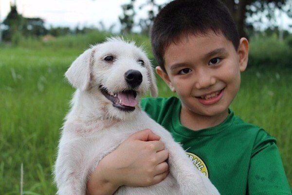 9-летний мальчик организовал мини-приют для собак