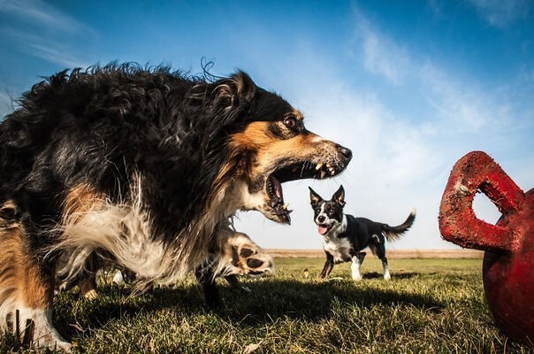 10 вовремя сделанных снимков, на которых собаки выглядят гигантами