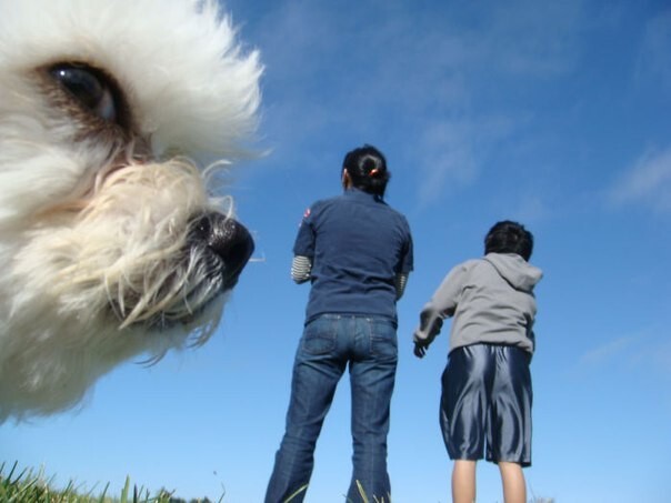 10 вовремя сделанных снимков, на которых собаки выглядят гигантами