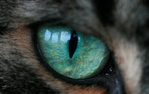 7. Что сделать с глазами, чтобы, как кошка, видеть в темноте?