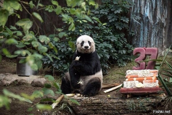 Джиа Джиа — старейшая панда в мире