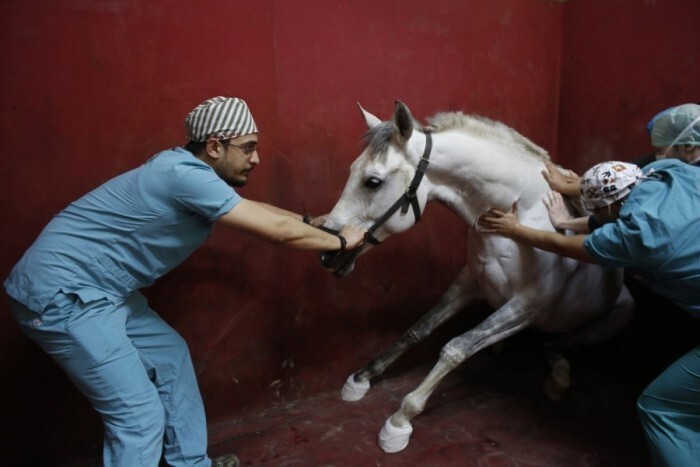 1. Медицинские клиники для лошадей 