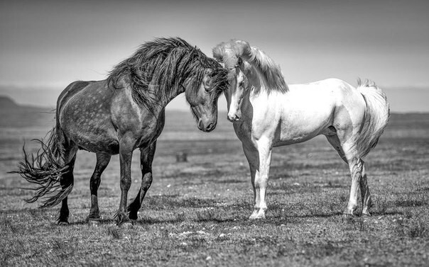 Изумительные снимки лошадей фотографа Керри Хендри