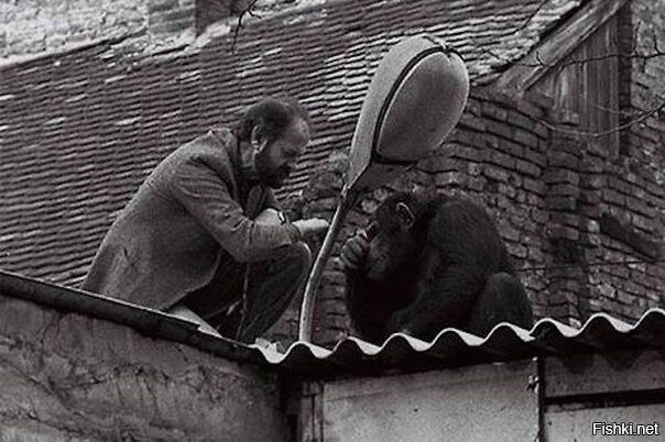 Директор Белградского зоопарка уговаривает сбежавшего шимпанзе по кличке Сами...