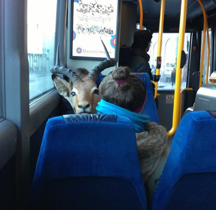 Иногда в автобусе можно увидеть представителей рогатого семейства 