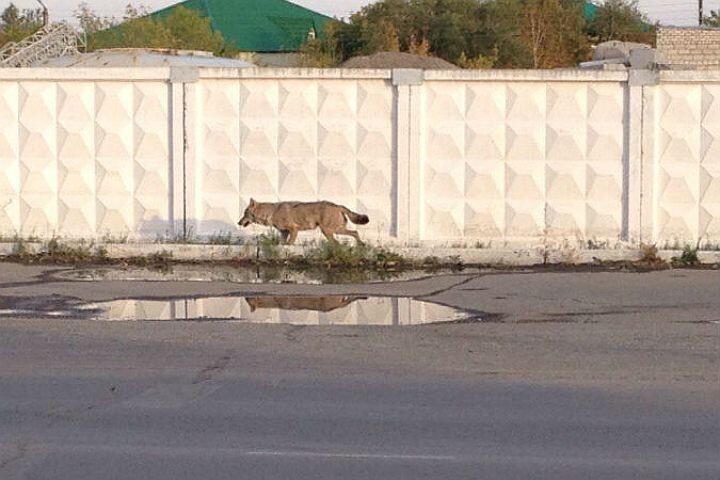 Волк в Башкирии 
